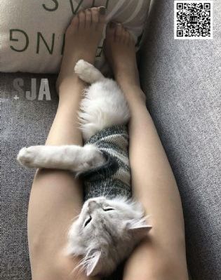 人妖av在线
